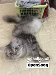  4 Persian cat for free adopt
