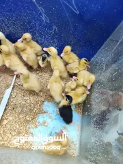  3 بط بلدي انتاج مزراع مطعم جاهز