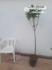  4 اشجار زينه ومثمر