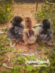  2 براهما سبرايت