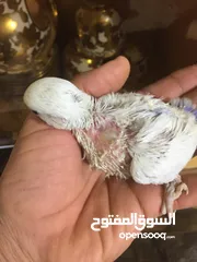  4 زوج غندوره مع فرخ