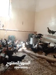  5 فراخ بلدي عمر شهرين واسبوع مطعمات جميع التطعيمات صحه ونظافة وحجم