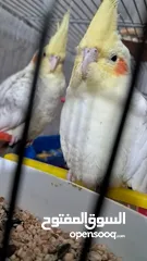  4 كوكتيل صوتهم حلو واليفات