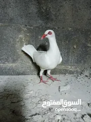  1 طيرة سلفر ابيض