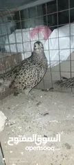  4 طقم فازنت انثايتين وذكر بياضات
