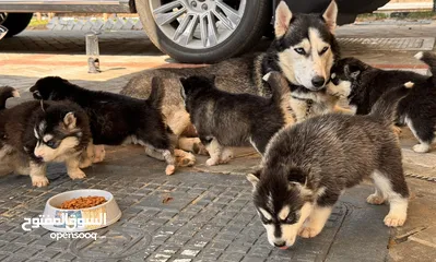 5 Top line husky puppies from Microchipped parents and Passport