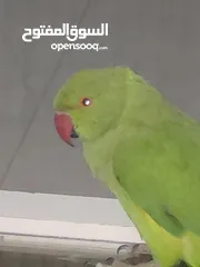  16 ببغاء درارة  هندي كوكو عمر سنة وريكو عمر سنة ونص اليف ولعوب ومدرب وصحتو جيدة جدا ومرح بلعب بالبيت .