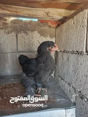  5 صيصان براهمي جامبو عمر شهرين