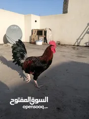  4 ديج كويتي نقي