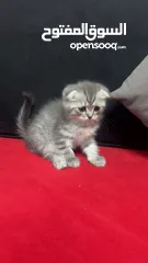  4 قطط سكوتس مكس هملايا