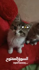 2 قطط لبيع عمرهم 3اشهر ونص من اب شيرازي ام مكس شنشيلا انكو