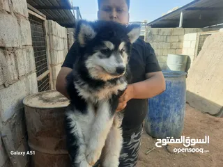  5 جيرمن العمر 50 يوم