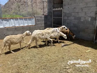  6 جعد للبيع  هجين يوجد فيديوا فالخاص