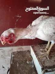  2 ست صيصان ألماني على حجازي من هالبزرة