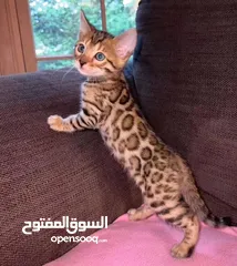  1 home trained Bengal kittens for adoption