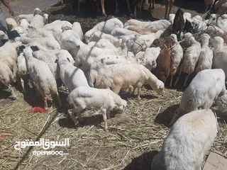  2 اكباش يمنيه متواجدات باليمن جمله للبيع