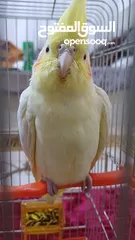  1 ببغاء كوكتيل اصفر البينو عين حمرا جاهز لبيتو الجديد    للبيع بسعر مغري جدا جدا جدا جدا جدا جدا جدا ج