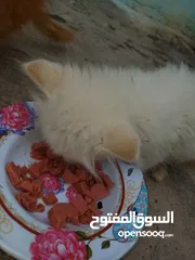 4 قطط شيرازي صغار غير ملقحات