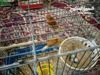  5 كنارات وكوكتيل