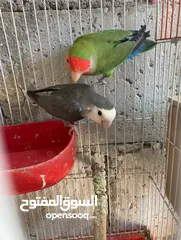  4 جواز روز وفشر عدد 10