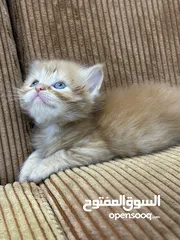 24 قــطــط لــلــبــيــع