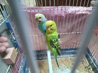  3 طيور الحب نوع البادجي بأحلى الألوان والأصوات