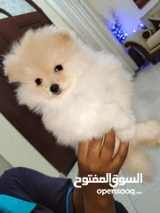  4 بمرينيان أنثي