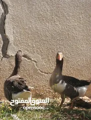  8 جوز وز حجم جامبو للبيع او للبدل على جاج بياض او ارانب موجود في جرش