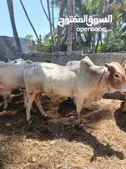  4 live somali cows