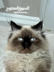  3 بسه هملايا للبيع صحه ممتازه ماشالله