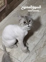  4 قطةصغيرة للبيع محتاجة اهتمام ورعاية