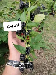  7 اشجارة مثمرة وزينة