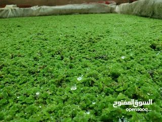  14 علف الازولا يزرع مره وينتج يوميا مدى الحياه للدجاج والمواشي وجميع الحويانات