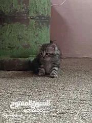  6 قط انثى شانشيلا للبيع بسعر مغري