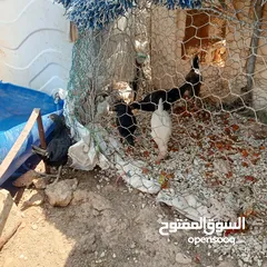  13 فراخ للبيع السلط