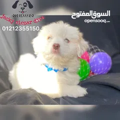  4 هافانيز بيور