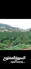  1 ارض للبيع عين الباشا خلف شركه الجنيدي