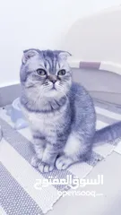  1 انثى سكوتش فولد عمر 3 شهور female scottish fold 3month old