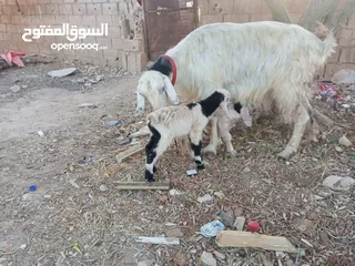  2 عنز حفف طوايل وراها توم جديان