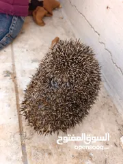  1 قنفذ للبيع