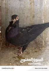  20 للبيع جواز منتجة