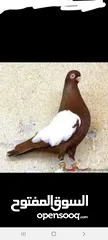  1 مطلوب فحل مزهور الماني احمر او اصفر
