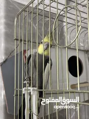  6 ثلاث فراخ كوكتيل مع الأب