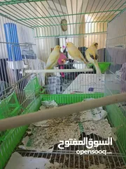  1 كنارات للبيع