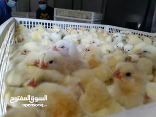  1 1day chicks صیانت الحم