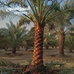  22 Date Palm Trees