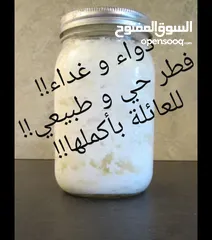  6 Kefir grains فطر الهندي حي و لبن الكفير بسعر مغري للبيع!