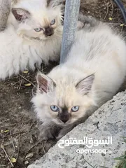  2 4 قطط هملايا صغيره عمرهم شهر ونص تقريبا  مع امهم وبصحه جيده جدا