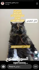  1 قطط شيرازي بمختلف الاعمار