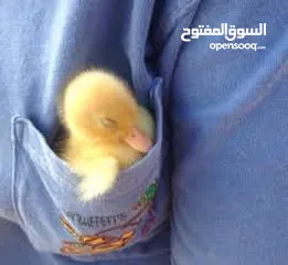  7 بطبوط بطه صوص مطعم    ا